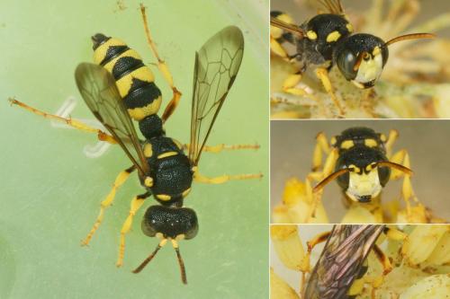 Cerceris sabulosa